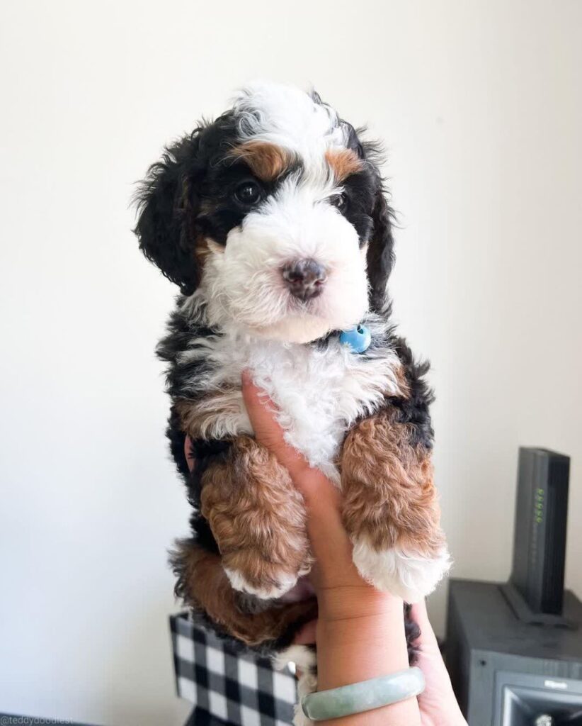 Charlie_bernedoodlepup