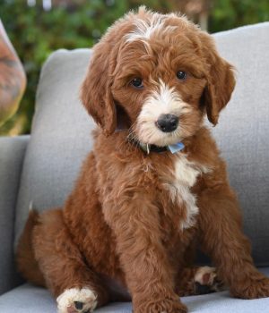 Oliver_bernedoodlepups