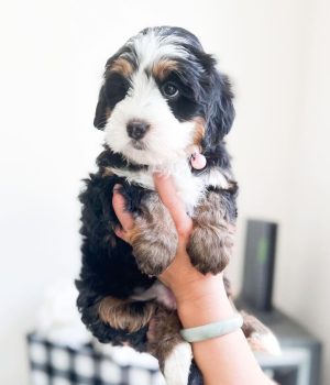 Bailey_bernedoodlepup