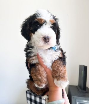 Charlie_bernedoodlepup