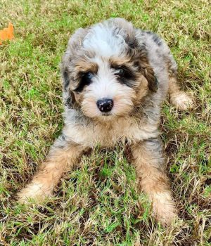 Cooper_bernedoodlepup