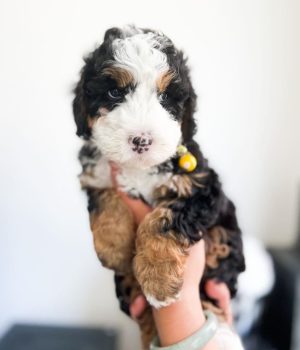 Daisy_bernedoodlepup