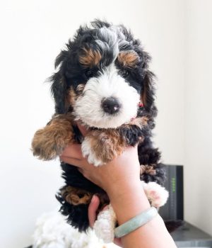 lucy_bernedoodlepup