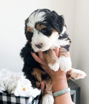 Max_bernedoodlepup