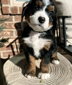 Winston_bernedoodlepup