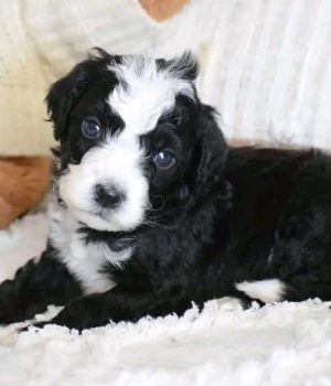 Piper_bernedoodlepup