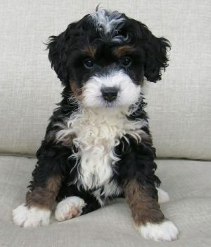 Tucker_bernedoodlepup