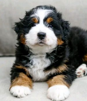 Sadie_bernedoodlepup