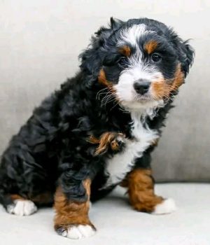 Duke_bernedoodlepup