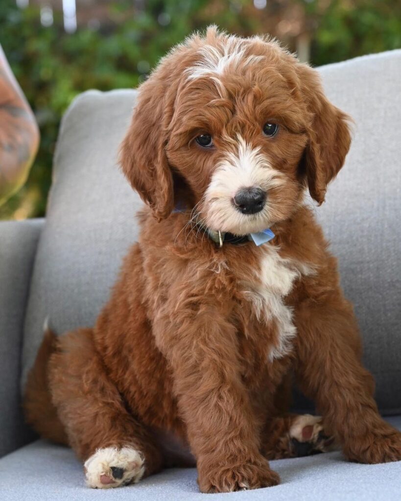 Oliver_bernedoodlepups