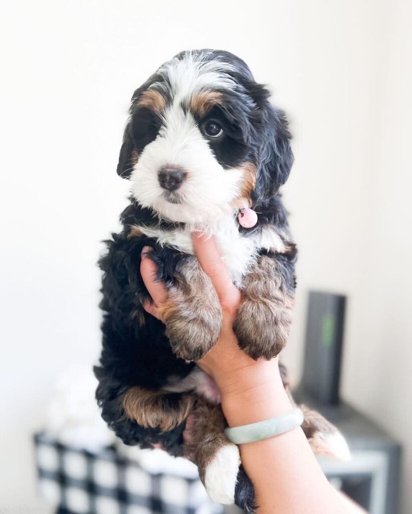 Bailey_bernedoodlepup