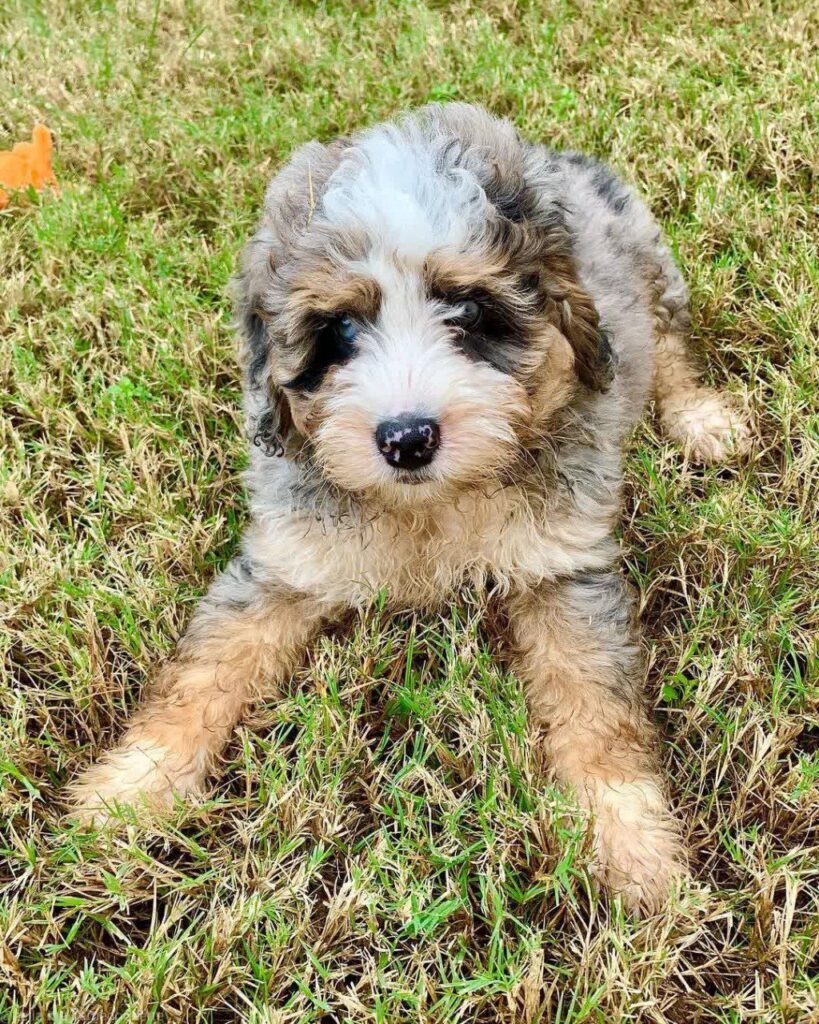 Cooper_bernedoodlepup