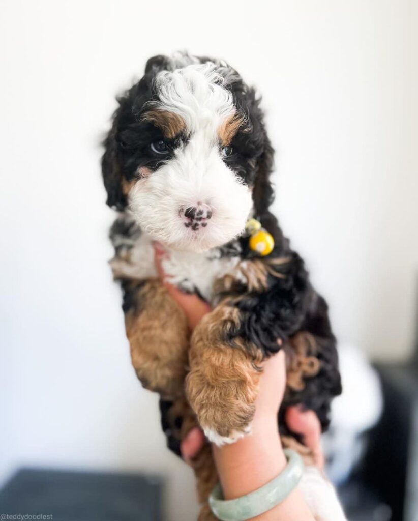 Daisy_bernedoodlepup