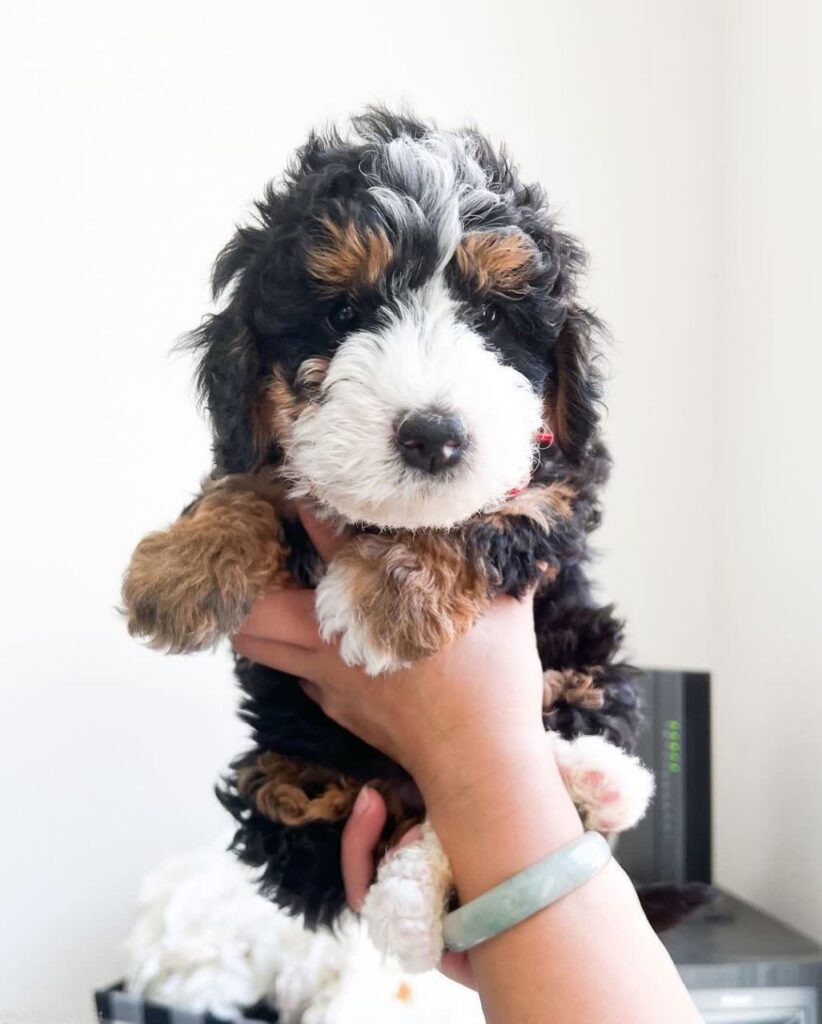 lucy_bernedoodlepup