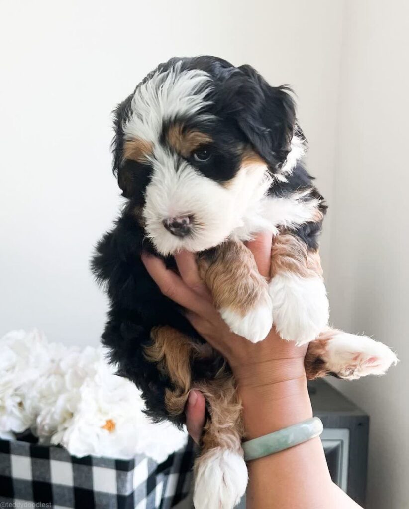 Max_bernedoodlepup