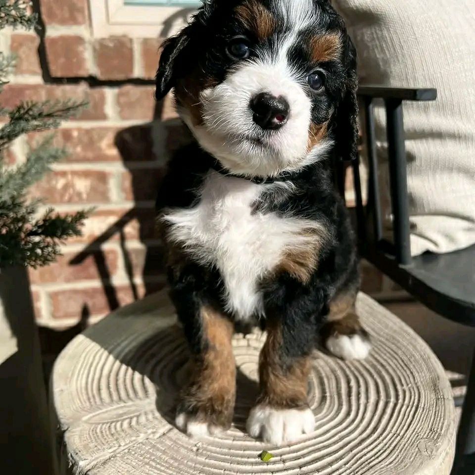 Winston_bernedoodlepup
