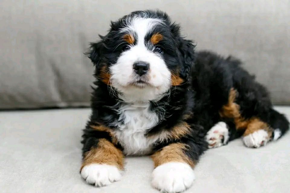 Sadie_bernedoodlepup