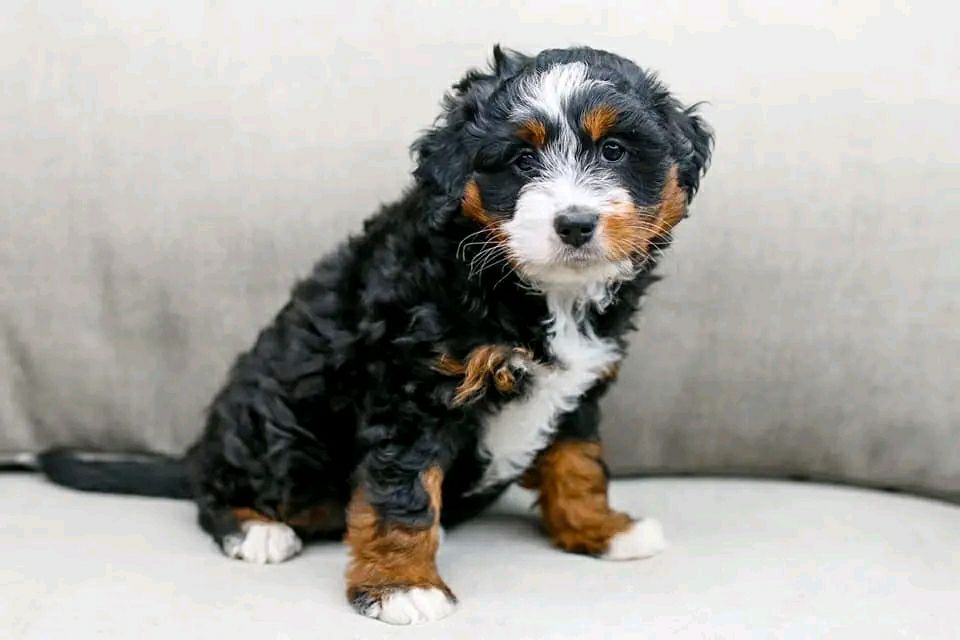 Duke_bernedoodlepup